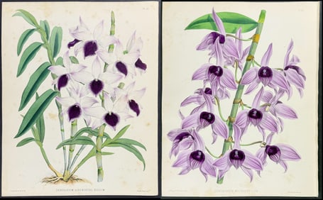 Warner - 4 Orchid Prints