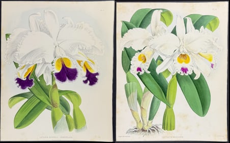 Warner - 4 Orchid Prints
