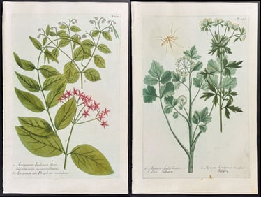 Weinmann - 6 Botanical Engravings