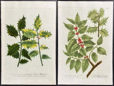 Weinmann - Pair of Holly Engravings