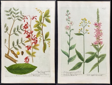 Weinmann - 6 Botanical Engravings