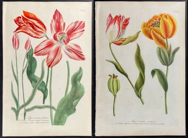 Weinmann - 4 Tulip Engravings