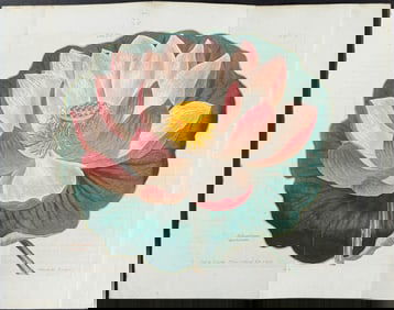 Curtis - Sacred Bean of India (Water Lily). 903