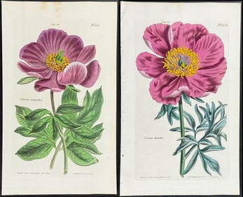 Curtis - Pair of Peony Engravings