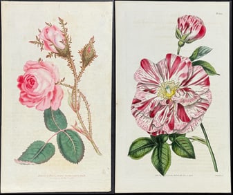 Curtis - Pair of Rose Engravings