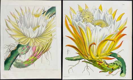 Curtis - Pair of Cactus Engravings