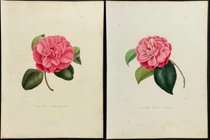 Berlese - 4 Camellia Engravings