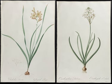 Redoute, Folio - Pair of Botanical Engravings (Star of Bethlehem & Tritonia)