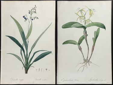 Redoute, Folio - Pair of Botanical Engravings (Orchid & Flax Lily)