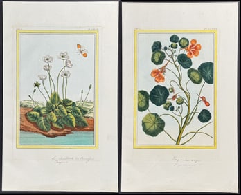 Buchoz - 4 Botanical & Insect Engravings