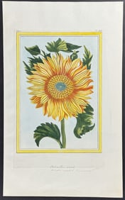 Buchoz - Sunflower. 12