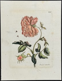 Merian - Rose & Insects. 22