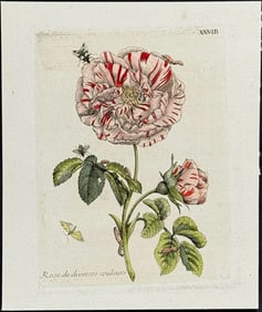 Merian - Rose & Insects. 28