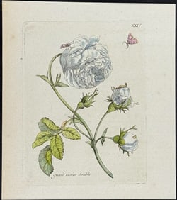 Merian - Rose & Insects. 24
