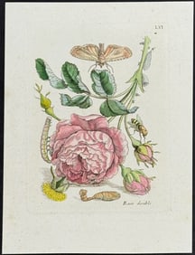 Merian - Rose, Bee, & Moth Metamorphosis