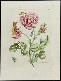 Merian - Rose & Moth Metamorphosis. 19