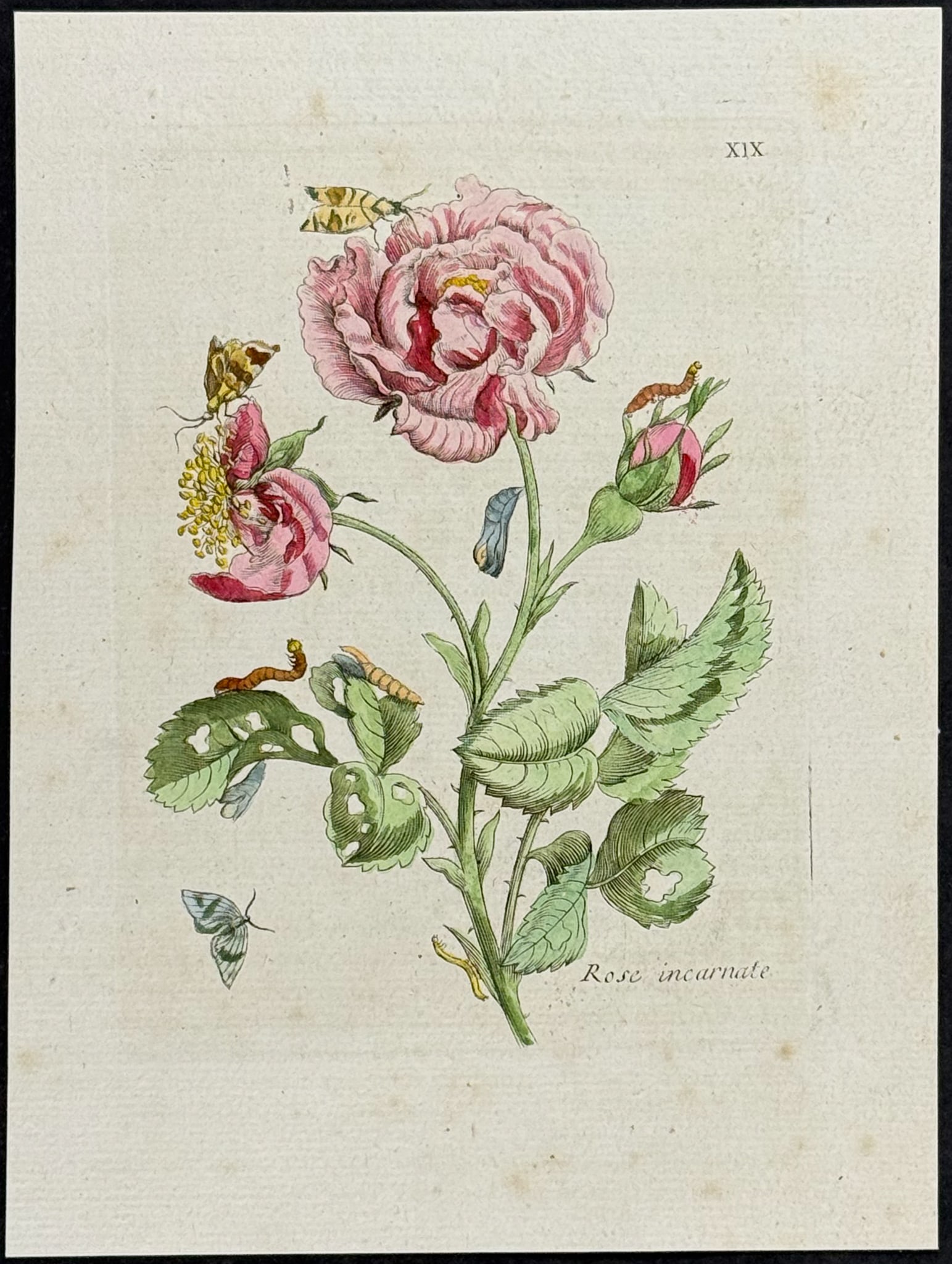 Merian - Rose & Moth Metamorphosis. 19: This charming entomology engraving is from Maria Sibylla Merian's Histoire g?n?rale des Insectes de Surinam et de toute l'Europe. Contenant leurs descriptions, leurs figures, leurs differentes metamor