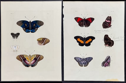 Drury - 5 Butterfly Engravings