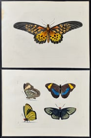 Drury - 4 Butterfly Engravings