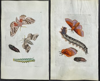 Shaw & Nodder, On Vellum - 7 Butterfly or Moth Engravings