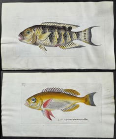 Shaw & Nodder, On Vellum - 5 Fish Engravings