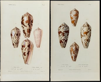 Kiener - 8 Cone Shell Engravings