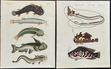 Bertuch - 6 Engravings of Fish & Sea Life: Ray, Eel, Anglerfish, Catfish, Flounder, Mackerel