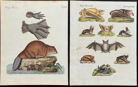 Bertuch - 5 Quadruped or Mammal Engravings: Beaver, Squirrel, Ferret, Otter, Bear, Wolf, Hyena, Fox,