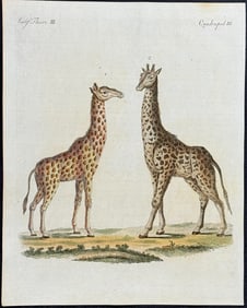 Bertuch - Giraffe
