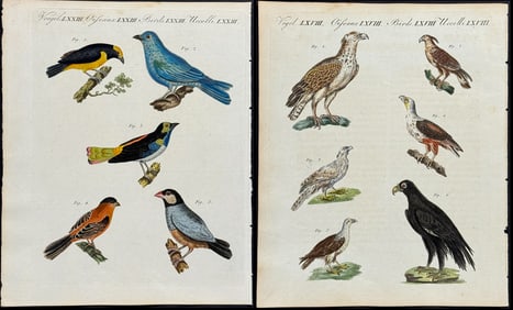 Bertuch - 5 Bird Engravings: Birds of Prey, Owl, Vulture, Tanager, Flycatcher