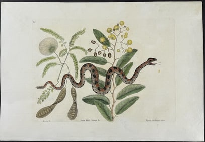 Catesby - Small Rattlesnake (Carolina Pigmy Rattlesnake). 2-42