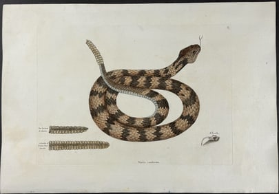 Catesby - Rattlesnake (Canebrake Rattlesnake). 2-41