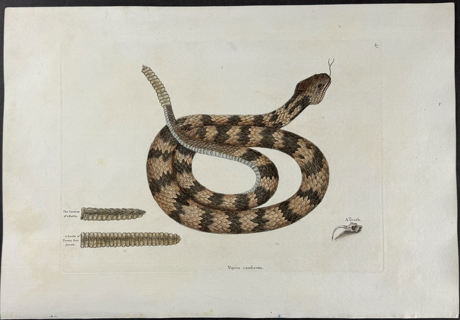 Catesby - Rattlesnake (Canebrake Rattlesnake). 2-41: This stunning, originally hand-colored engraving is from Mark Catesby's Piscium Serpentum Insectorum aliorumque nonnullorum animalium nec non plantarum quarundam imagines quas Marcus Catesby in poster