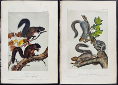 Audubon - 4 Squirrel Lithographs