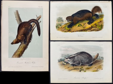 Audubon - 3 Quadruped Lithographs (Wolverine, Marten, Badger)
