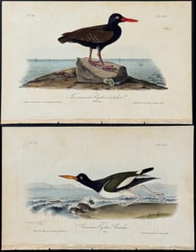Audubon - 3 Oyster-Catcher Lithographs