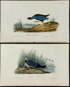 Audubon - 3 Galliule & Coot Lithographs