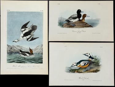 Audubon - 3 Duck or Smew Lithographs