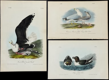Audubon - 4 Gull, Tern, & Auk Lithographs