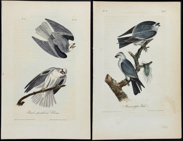 Audubon - Pair of Bird of Prey Lithographs