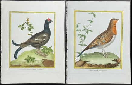 Martinet & Buffon - 6 Bird Engravings (Grouse, Partridge, Capercaillie, Pigeon)