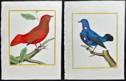 Martinet & Buffon - 4 Bird Engravings (Tanager, Cotinga)