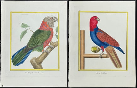 Martinet & Buffon - Pair of Parrot or Lory Engravings