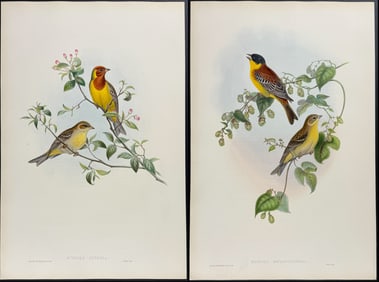 Gould - 4 Bird Lithographs (Goldfinch, Sparrow, Bunting)