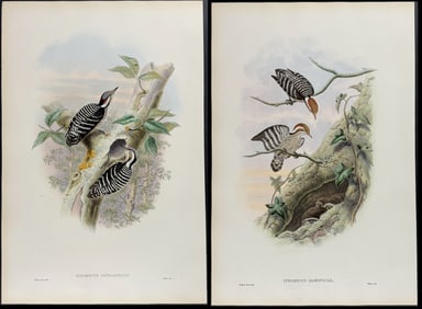 Gould - 4 Pygmy Woodpecker Lithographs