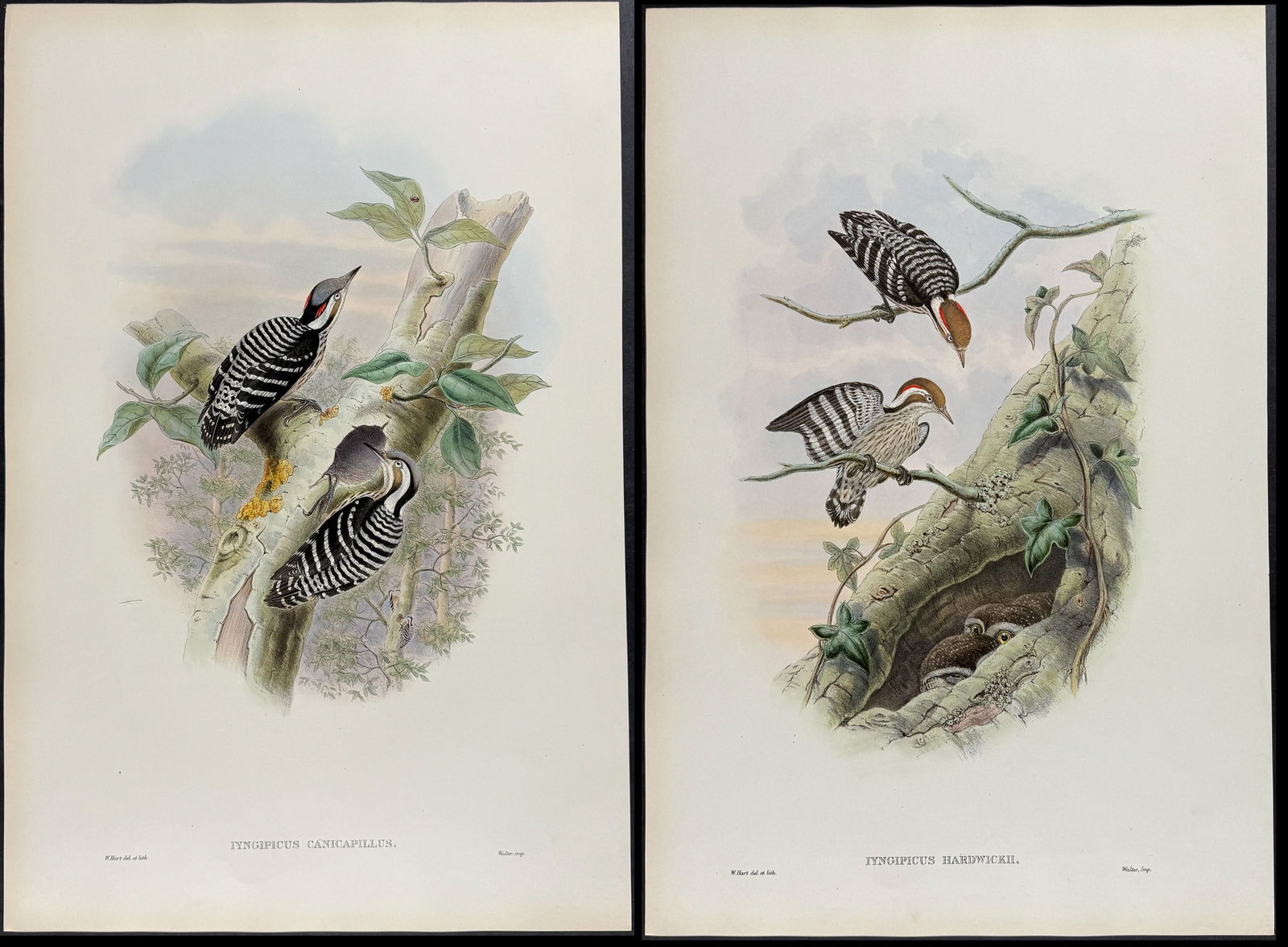 Gould - 4 Pygmy Woodpecker Lithographs (1 of 5)