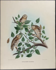 Elliot - Whitney's Pigmy Owl