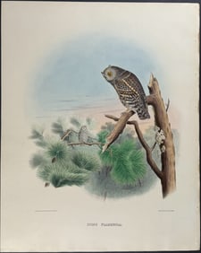 Elliot - Flammulated Owl