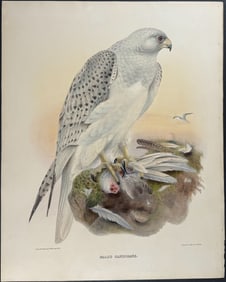 Elliot - Greenland Falcon