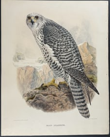 Elliot - Iceland Falcon